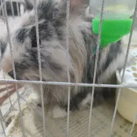 خرگوش نروماده