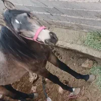 اسب نریون جوان|اسب و تجهیزات اسب‌سواری|تربت جام, میان جام|دیوار