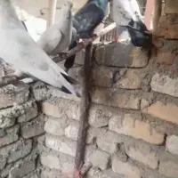 کبوتر پرشتی