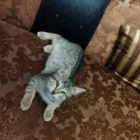 واگذاری گربه مهربان سه ماهه ماده