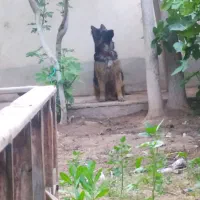 واگزاری|سگ|پیشوا, |دیوار