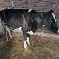 دوعددگاوشیری