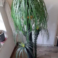 درخت  تزئینی|گل مصنوعی|کرمانشاه, |دیوار