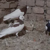 کبوتر|پرنده|دشتابی, |دیوار