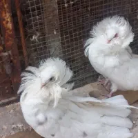 جفت سفید تزئینی عروس|پرنده|شیراز, کوشک میدان|دیوار