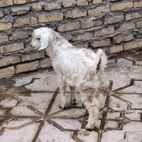 ا بزغاله نر کل شیر مست چاق