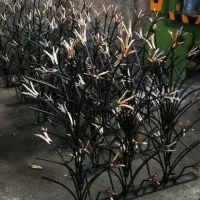 عرضه حفاظتی شاخ گوزنی لوکس واقتصادی