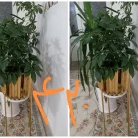 گل،بهترین هدیه روز مادر