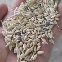 جو بذری محلی