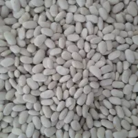 فروش لوبیا سفید ..قرمز|عمدهفروشی|لاران, |دیوار