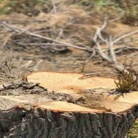 برش و هرس درخت در منزل یاباغ|خدمات باغبانی و درختکاری|قم, مجیدیه|دیوار