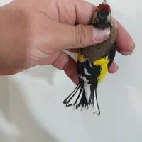 سهره ۵ تا یجا|پرنده|تهران, جوادیه|دیوار