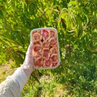 ارسال را یگان آلو بخارا گوشتی جمعه به سراسر مشهد|خوردنی و آشامیدنی|مشهد, بهاران|دیوار