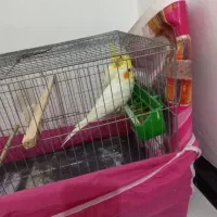 عروس هلندی لوتینو