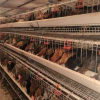 تولید تخم مرغ با قفس های ممبری 3طبقه|ماشین‌آلات صنعتی|قزوین, |دیوار