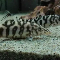 ماهی لوچ پاکستانی