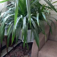 گل پاندانوس