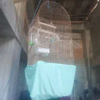 مرغ عشق زیبا