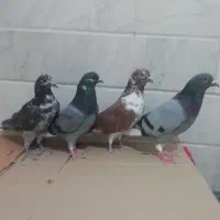 کبوتر یا کفتر