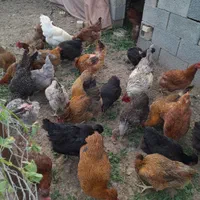 تخم‌نطفه‌دار،جاپنیز.کوشین.مینیاتوری‌،گلین|حیوانات مزرعه|نجف‌آباد, گلدشت|دیوار
