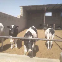 گوساله نر داشتی