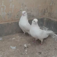 کبوتر سفید
