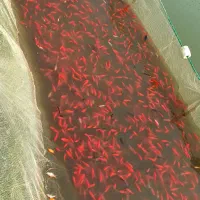 ماهی قرمز مناسب پرورش و خوراک