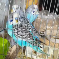 تعدادی مرغ عشق بفروش می رسد