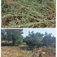 علف زنی و علفتراشی حرفه ای