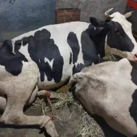 گاو شکسته حذفی افتاده کارت کش