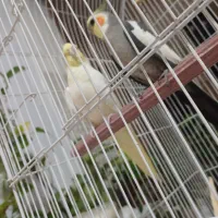 ی جفت عروس هلندی دستی بدون قفس|پرنده|سمیرم, |دیوار