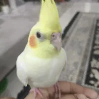 عروس هلندی فول دستی با قفس