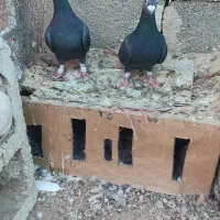 کبوتر زاغ سیاه|پرنده|خشت, |دیوار