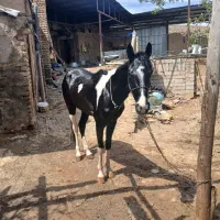 قیمت 100000تومان