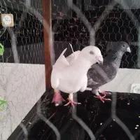 کبوتر پلاکی|پرنده|ابرکوه, |دیوار