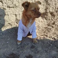 سگ پا کوتاه نژاد روباهی دست آموز زبان می‌فهمه|سگ|زنجان, |دیوار