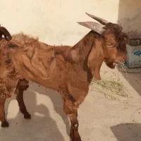 دزدیده شده بز و میش|حیوانات|دهدشت, |دیوار