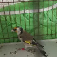 سهره های چهارگل آس.متولد قفس|پرنده|مشهد, جاهد شهر|دیوار