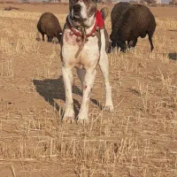 فروش سگ افغان