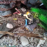 آکواریوم|ماهی|مبارکه, |دیوار