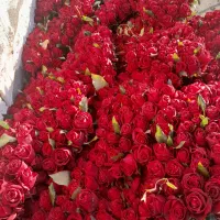 گل رز|گل و گیاه طبیعی|دزفول, |دیوار