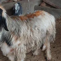 قوچ و شی شک قوچ وبز