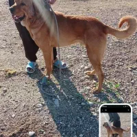 پژدر|سگ|کرمانشاه, |دیوار