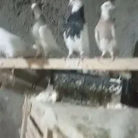 جفت طوقی زرین|پرنده|سلامی, |دیوار