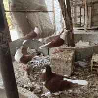 کبوتر شهری|پرنده|بندر کنگان, |دیوار