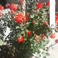 متراژ ۷۰۰ متر ملکی باخونه ۶۰متری تکمیل