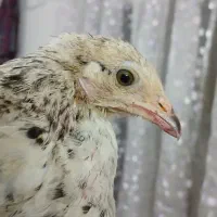 جوجه مرغ ۳ ماه