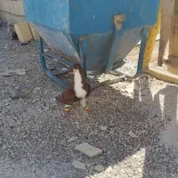 کفتر شهری سرخ|پرنده|شیراز, پودنک|دیوار