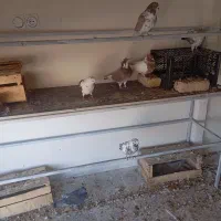 کبوتر|پرنده|دورود, |دیوار