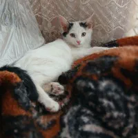 بچه گربه خانگی سالم|گربه|اشکذر, |دیوار